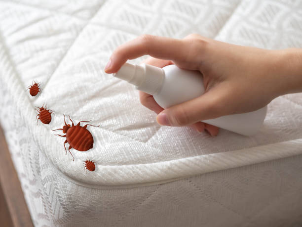 Best Spider Control Near Me  in Deerfield, IL